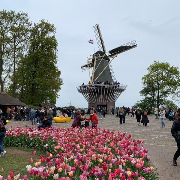 Bright pint tulip garden in front of historic windmill